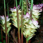 TURMERIC 'White' --Curcuma zedoaria--