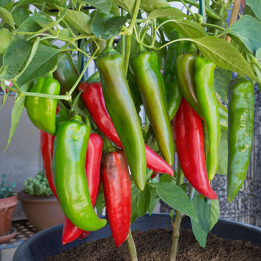 PEPPER 'Anaheim Hot'