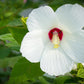 Hibiscus moscheutos --Crimson-eyed Rosemallow--