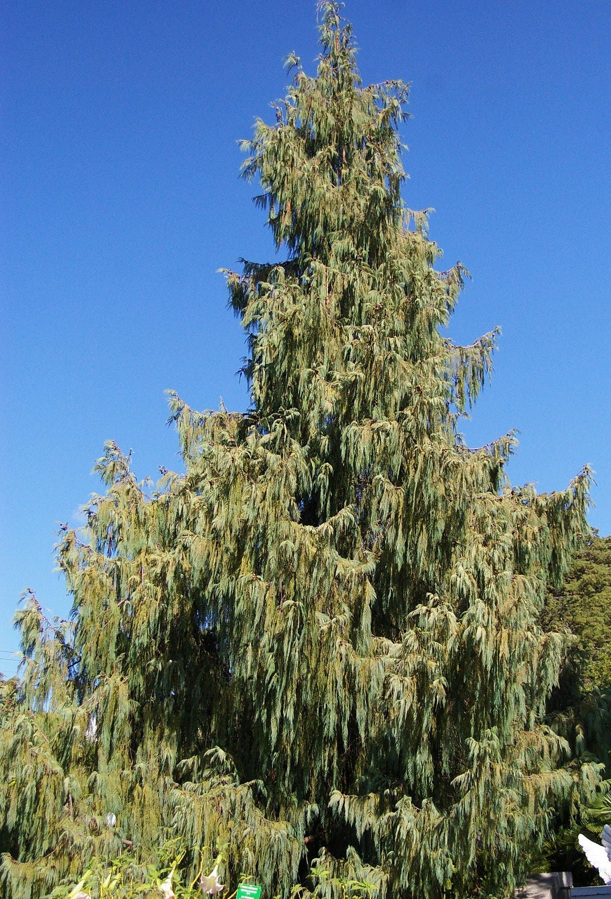 Cupressus cashmeriana --Kashmir Weeping Cypress--