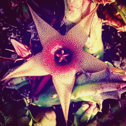 Stapelia grandiflora --Starfish Cactus--