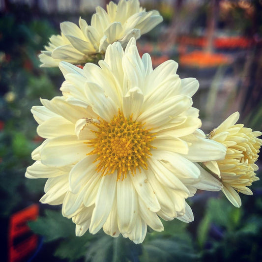 CHRYSANTHEMUM 'White Tea' --Chrysanthemum morifolium--