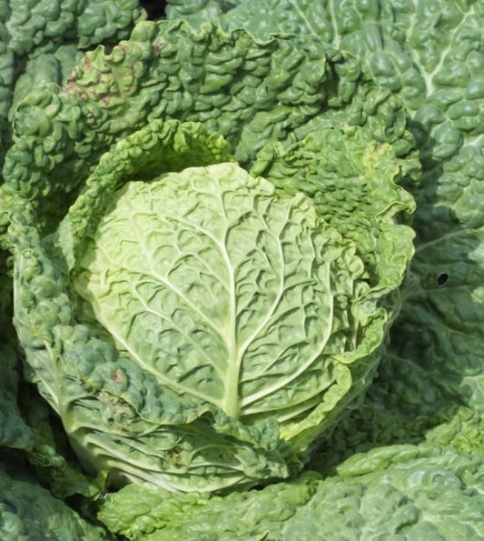 CABBAGE 'Alcosa'
