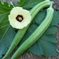 OKRA 'Cow's Horn'