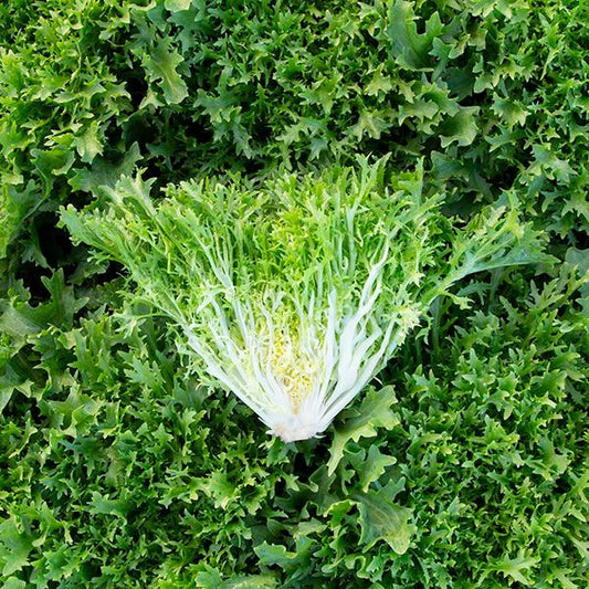 ENDIVE 'Benefine'