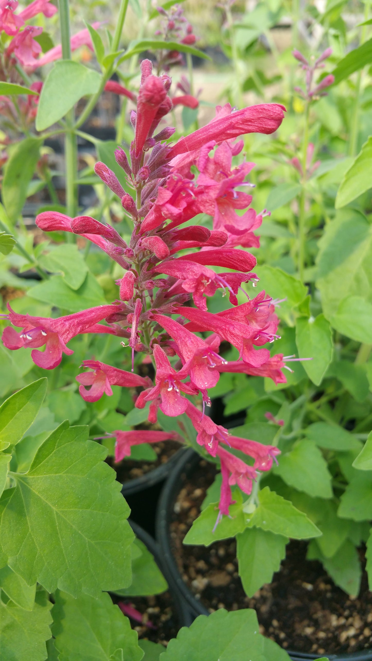 Agastache --Red Happiness Hyssop--