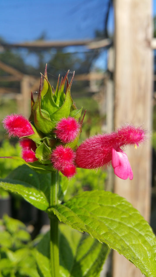 Salvia oxyphora --Fuzzy Bolivian Sage--