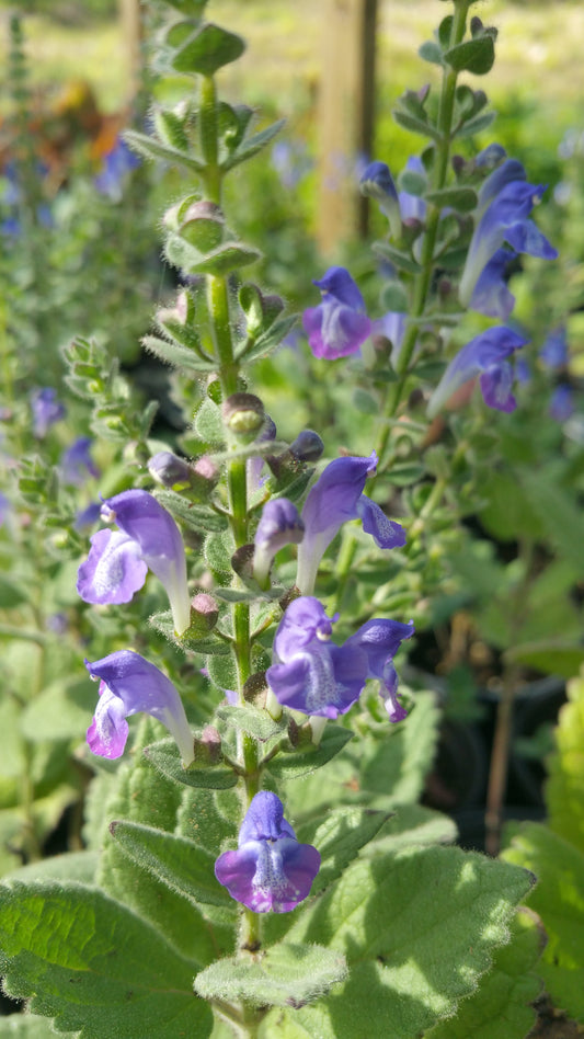 Scutellaria incana --Hoary Skullcap--