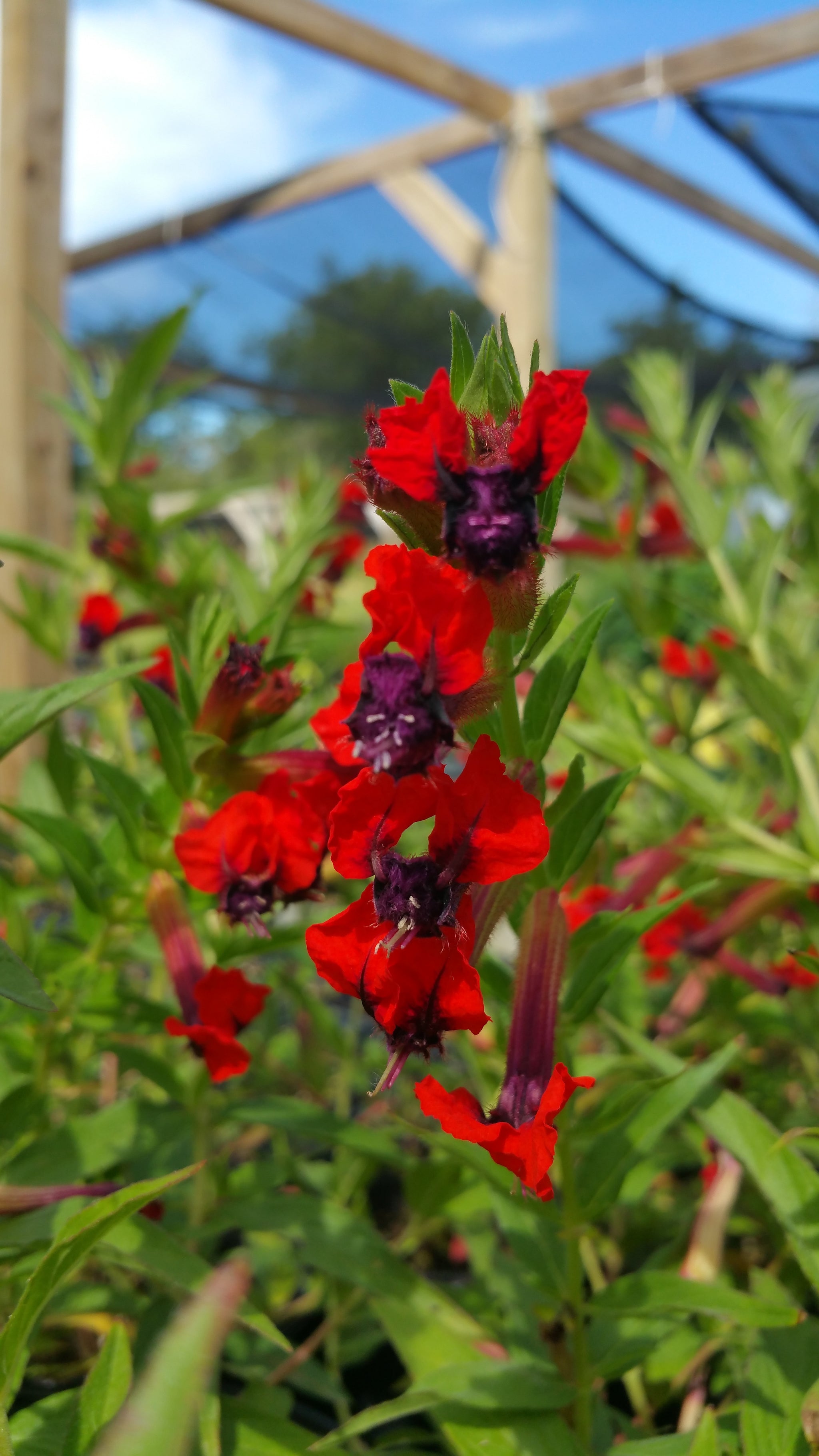 Cuphea llavea Bat Face Cuphea Nursery San Marcos Lone Star Nursery