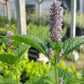 Agastache foeniculum --Blue Giant Hyssop--