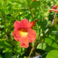 Tecoma stans --Sangria Esperanza--