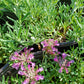 Teucrium aroanium --Creeping Germander--
