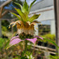 Monarda punctata --Spotted Bee Balm--