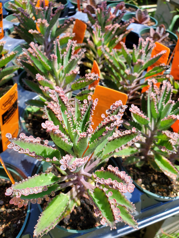 Kalanchoe 'Pink Butterflies' Nursery Pflugerville Lone Star Nursery