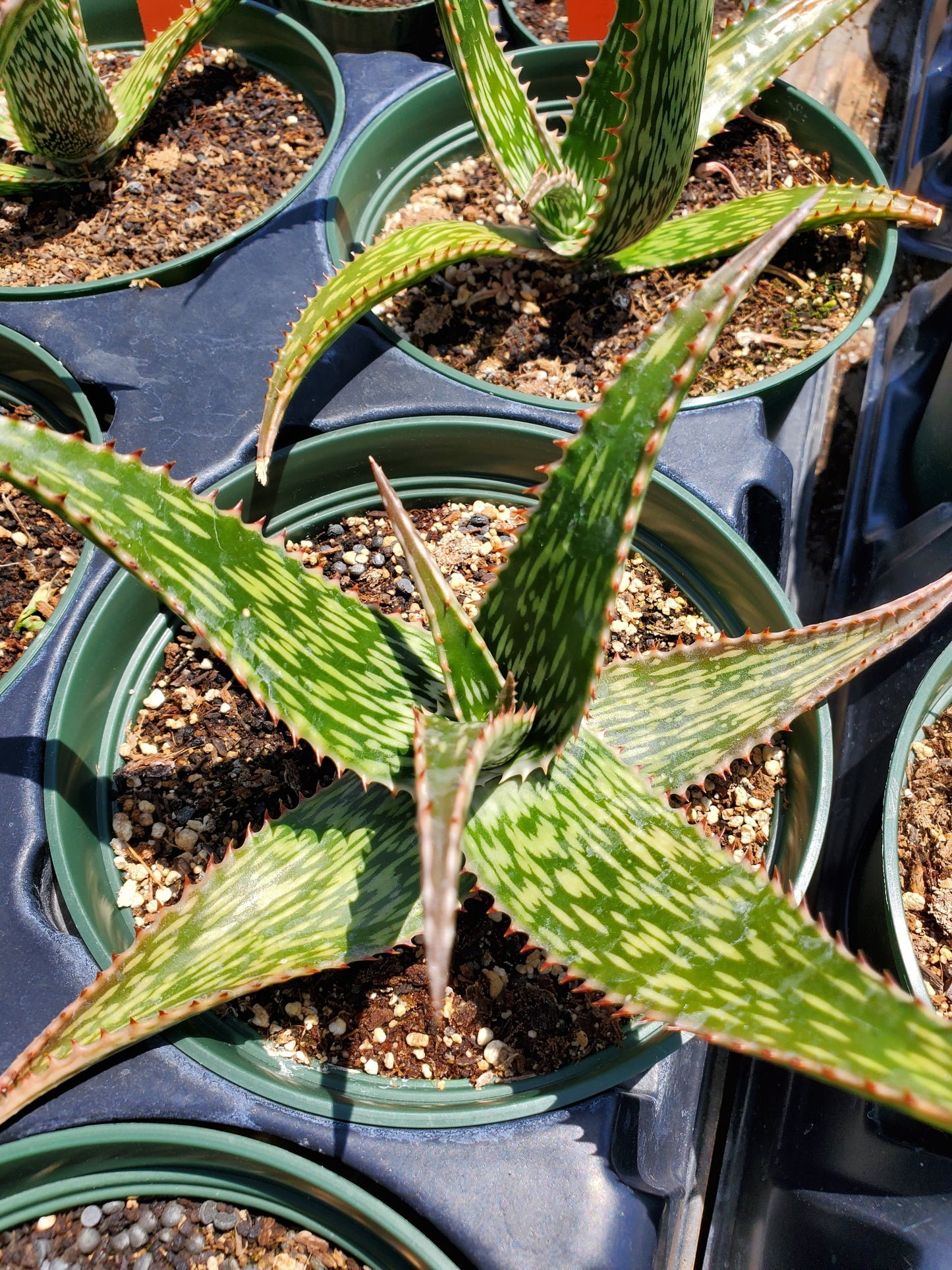Aloe rauhii 'Snowflake'