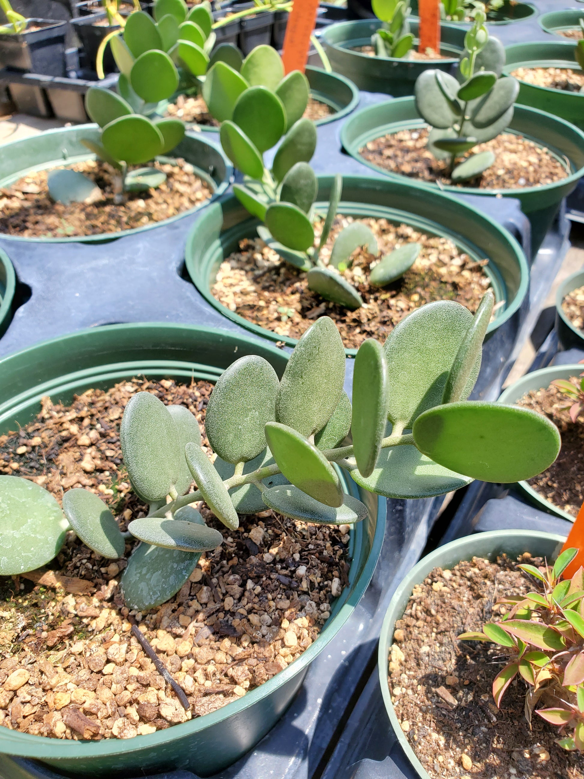 silver dollar plant succulent Xerosicyos danguyi --Silver Dollar Vine--