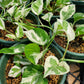 Epipremnum aureum --N' Joy Pothos--