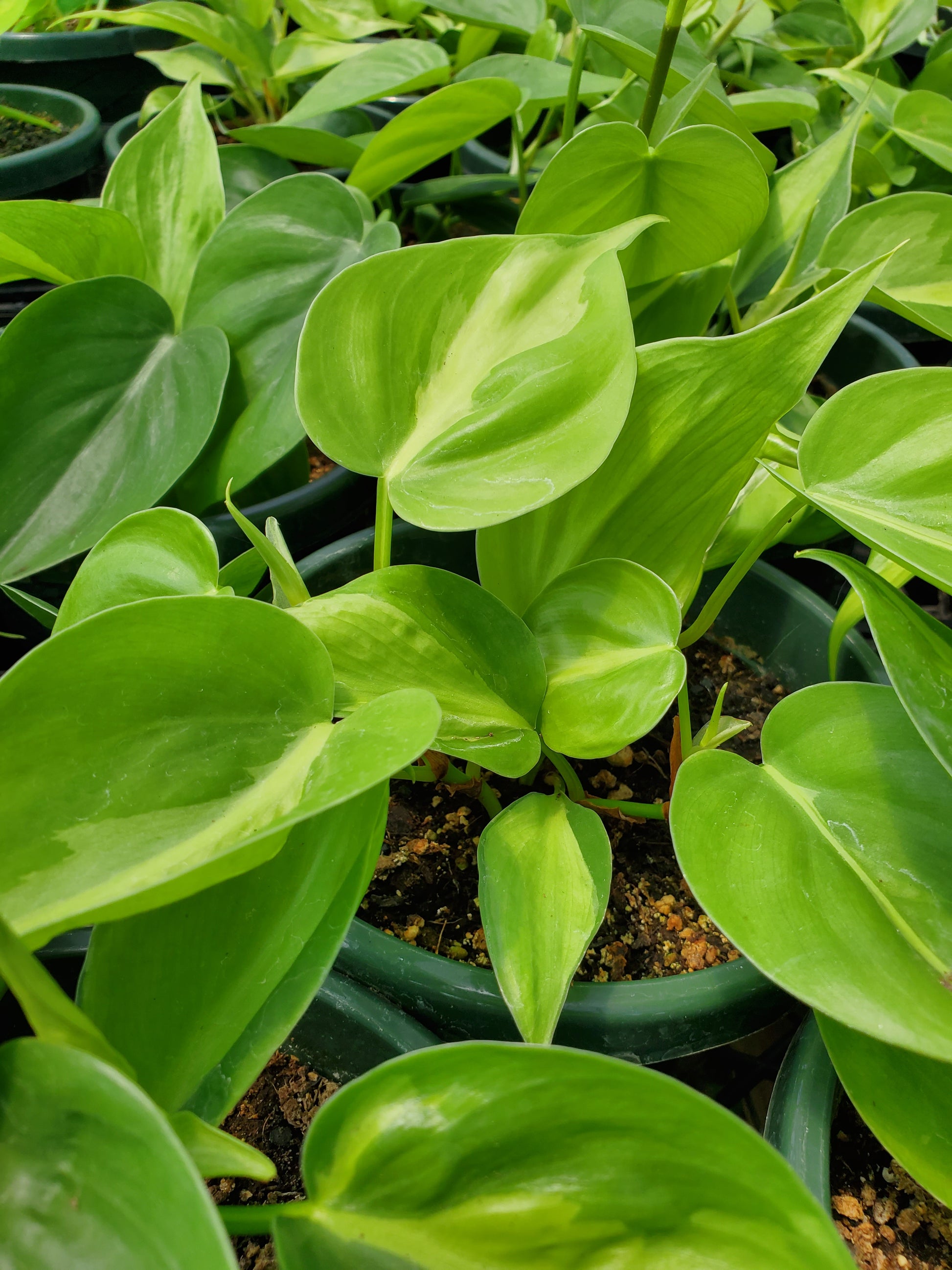variegated heartleaf philodendron Philodendron hederaceum 'Oxycardium' --Variegated Hear