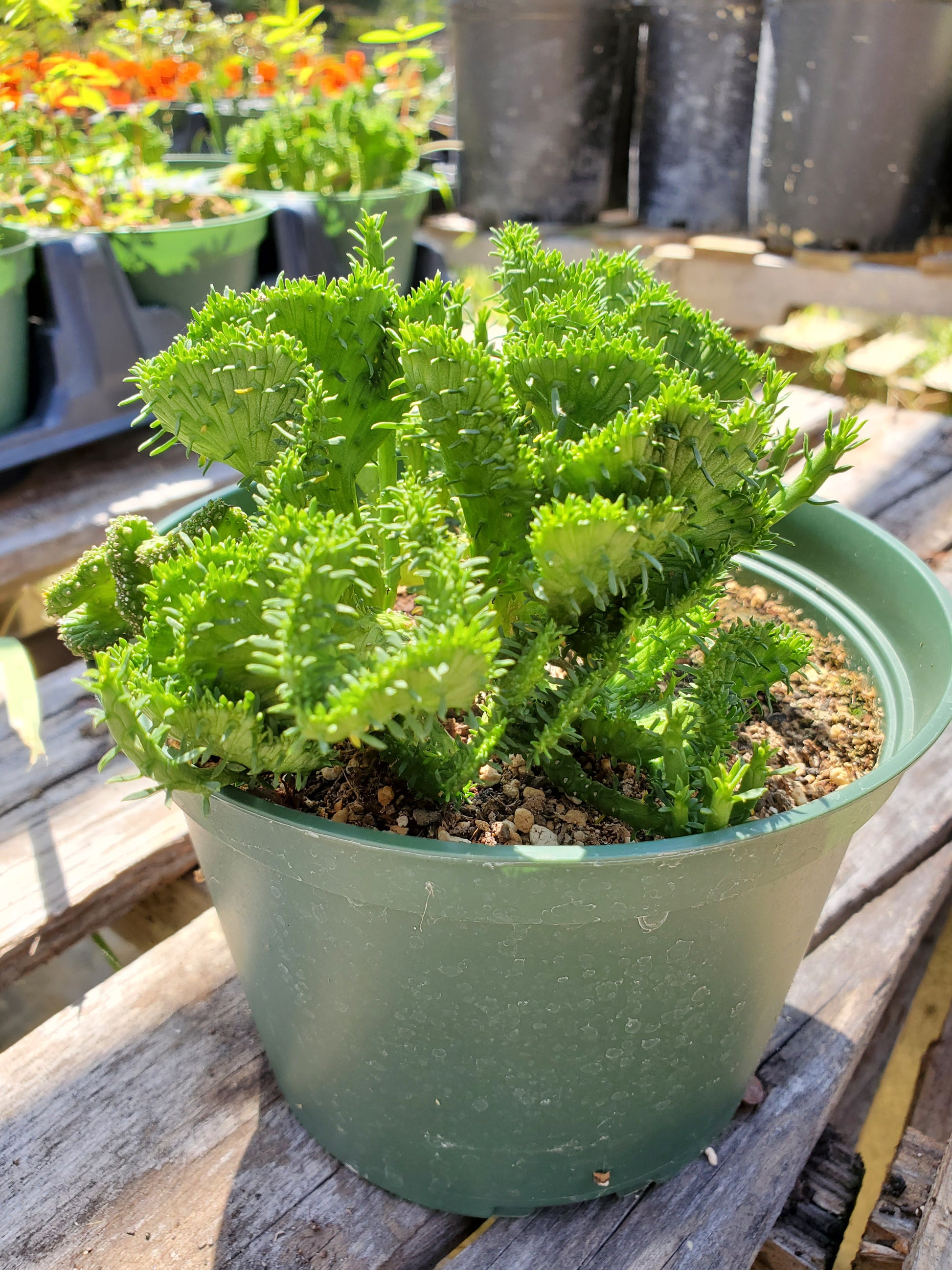 coral succulent Euphorbia flanaganii f. cristata 'Green Coral'
