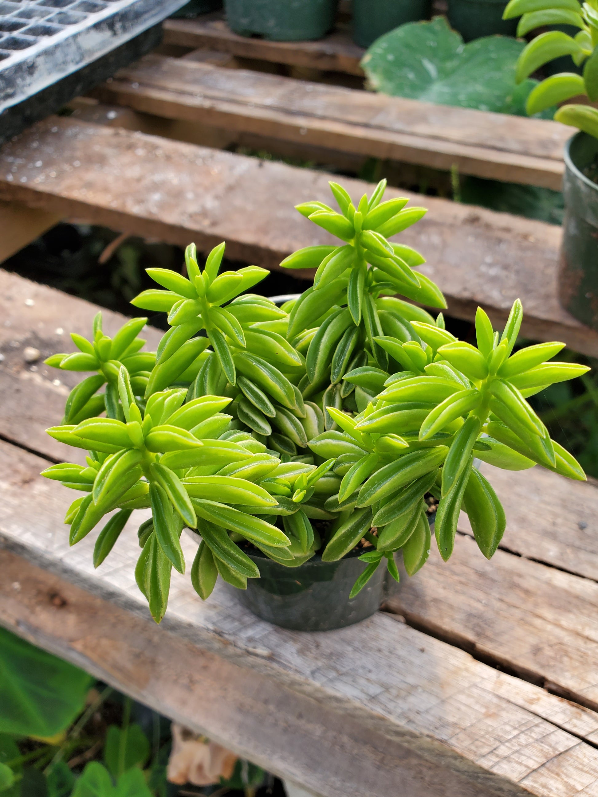 taco plant succulent Peperomia axillaris --Taco Peperomia--