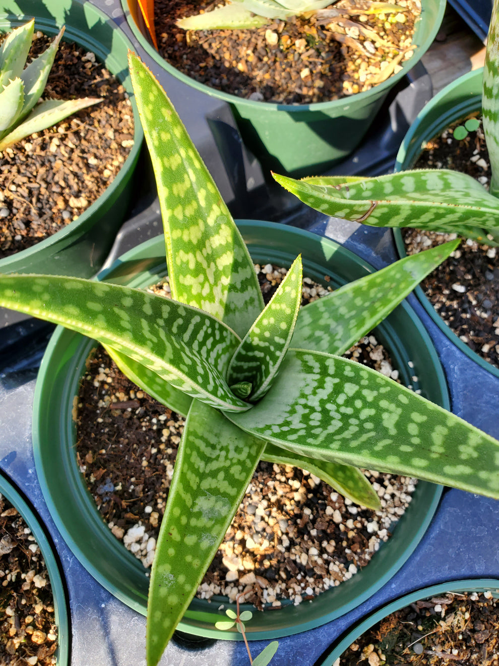 Gonialoe Variegata Tiger Aloe Nursery San Marcos Lone Star Nursery