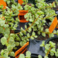 Portulacaria afra 'Variegata' --Variegated Manny Elephant Food--