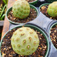 Tephrocactus geometricus --Geometric Cactus--