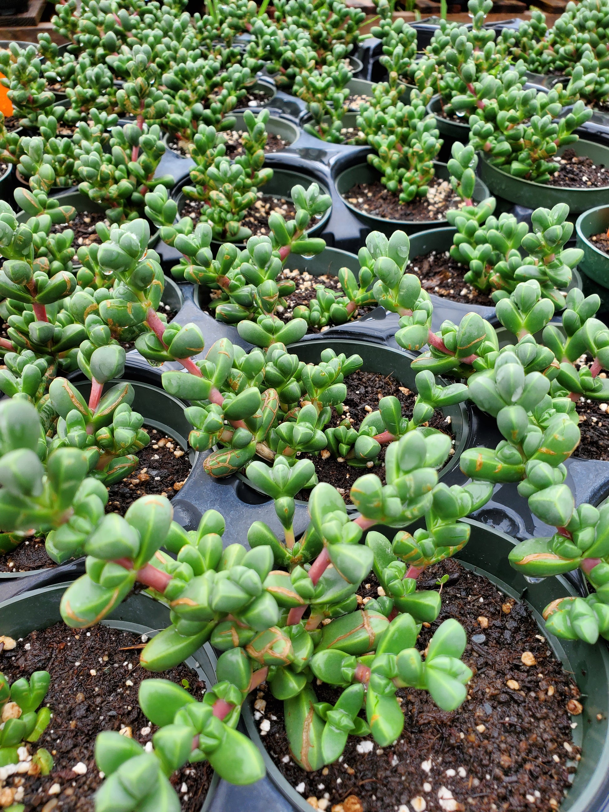 pink ice plant succulent Corpuscularia lehmannii --Pink Ice Plant--