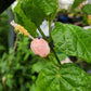 Malvaviscus 'Pam Puryear' --Pink Turk's Cap--