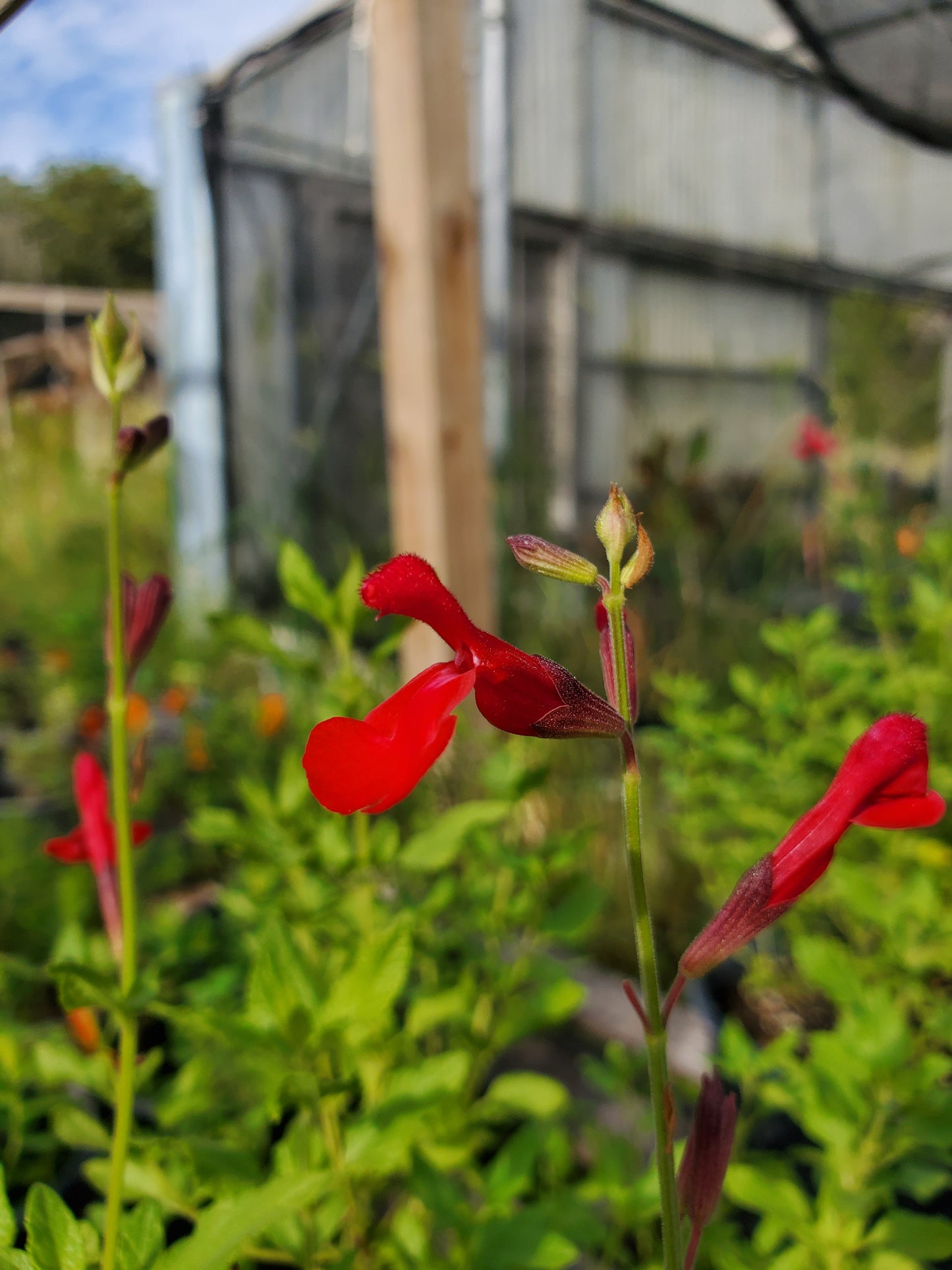 Salvia microphylla --Red Mountain Sage--