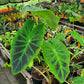 Colocasia esculenta var. antiquorum 'Illustris' --Black Beauty Elephant Ear--