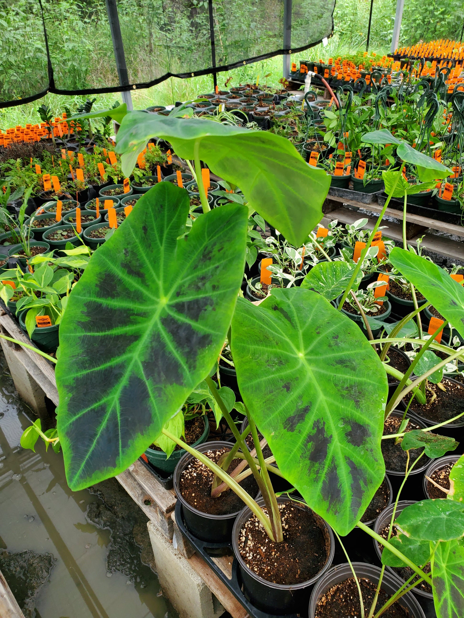 elephant ear plant black beauty Colocasia esculenta var. antiquorum 'Illustris' --Black Beauty Elephant Ear--
