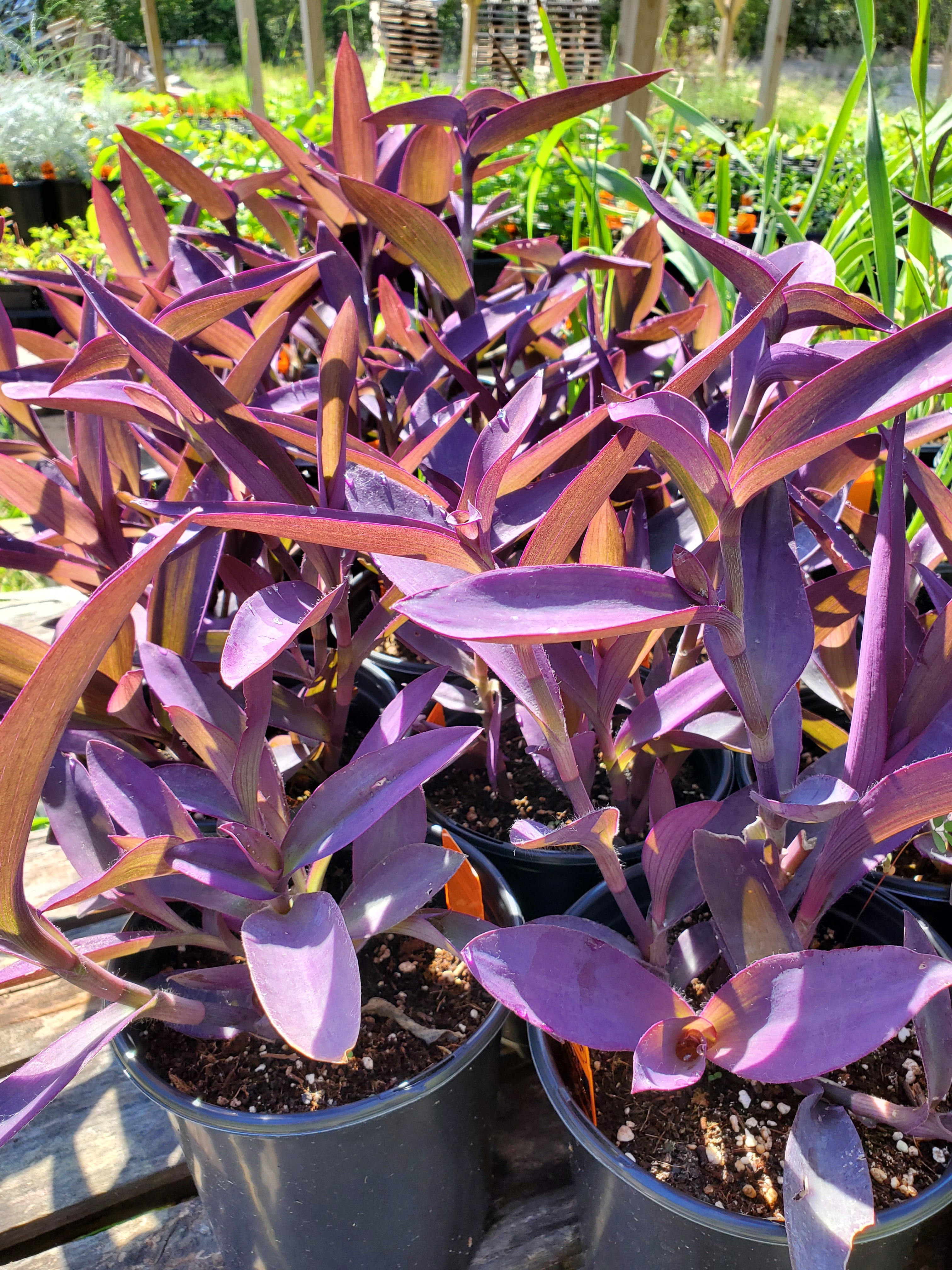 Pallida Tradescantia pallida 'Purpurea' --Purple Heart Wanderi - Nursery Manor ...