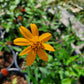 Wedelia texana --Zexmenia--