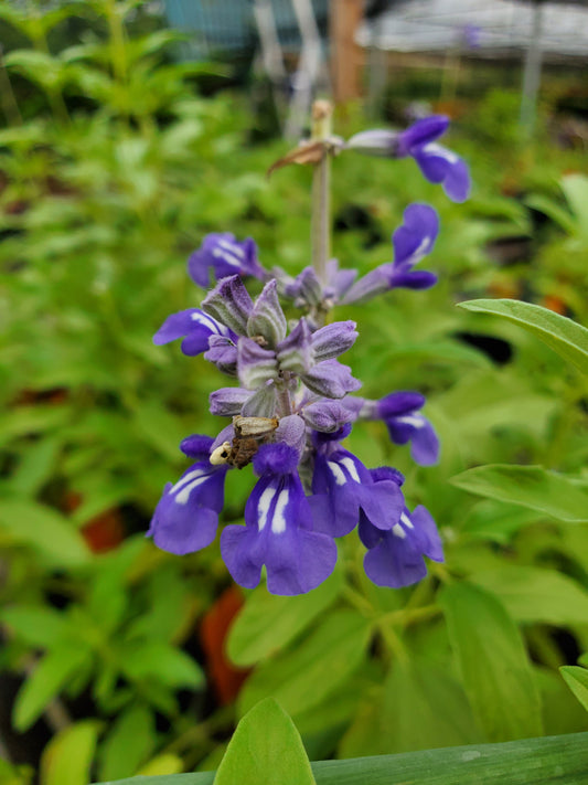 Salvia farinacea --Mealycup Purple-White Bicolor Sage--
