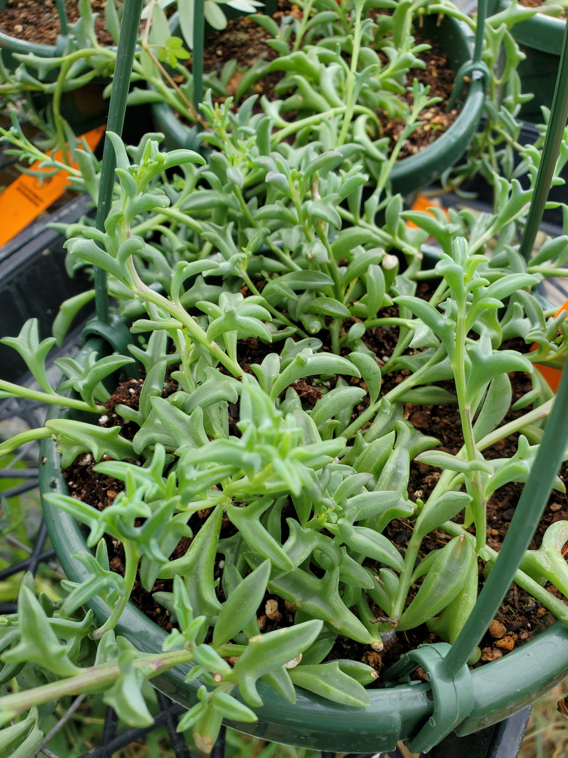 dolphin shaped succulent plant Senecio peregrinus --String of Dolphins--