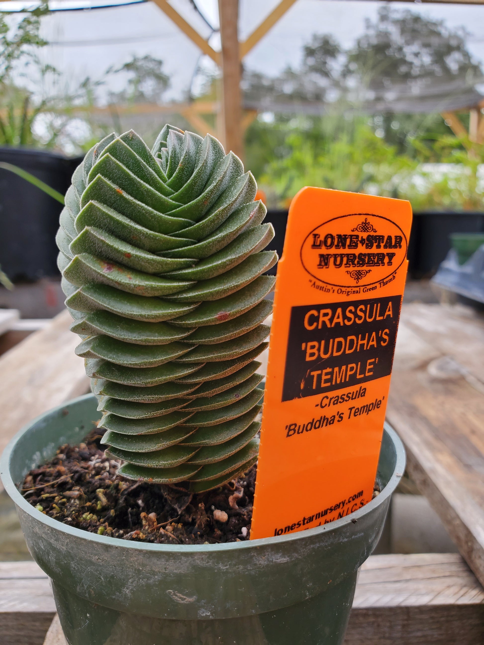 buddha temple succulent for sale Crassula 'Buddhas Temple'