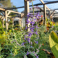 Salvia yangii --Russian Sage--