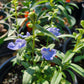 Salvia azurea --Blue Sage--