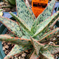 Aloe 'Pink Blush'