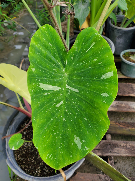 Colocasia esculenta 'Elepaio' --Variegated Elephant Ear--