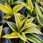 Sansevieria trifasciata --Gold Flame Snake Plant--