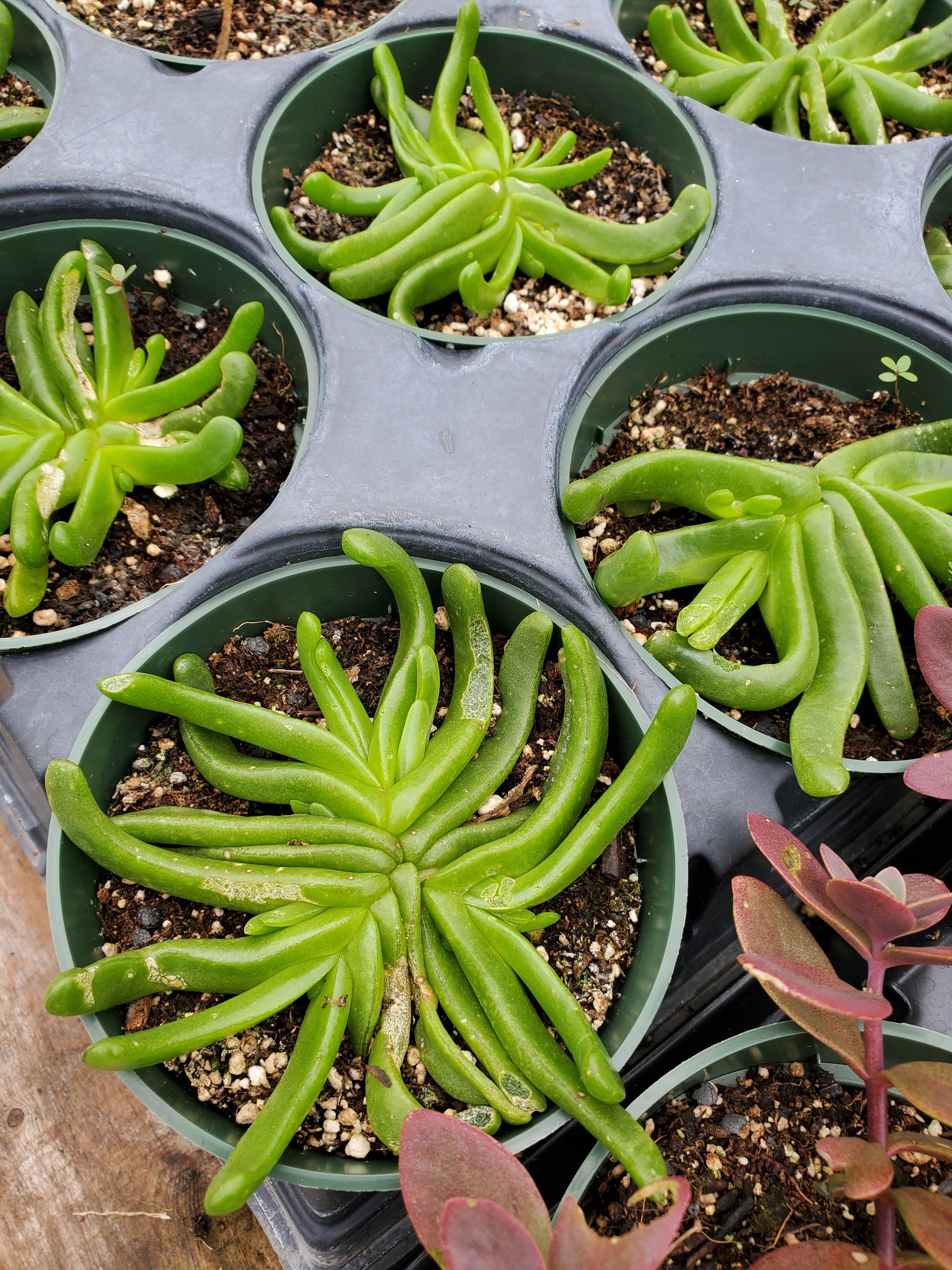 succulent tongue Glottiphyllum longum --Tongue-Leaf Plant--
