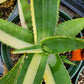 Aloe perfoliata 'Variegata' --Variegated Mitre Aloe--