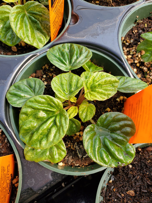 Peperomia caperata 'Emerald Ripple'