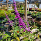 Salvia leucantha 'Midnight' --Mexican Bush Purple Sage--