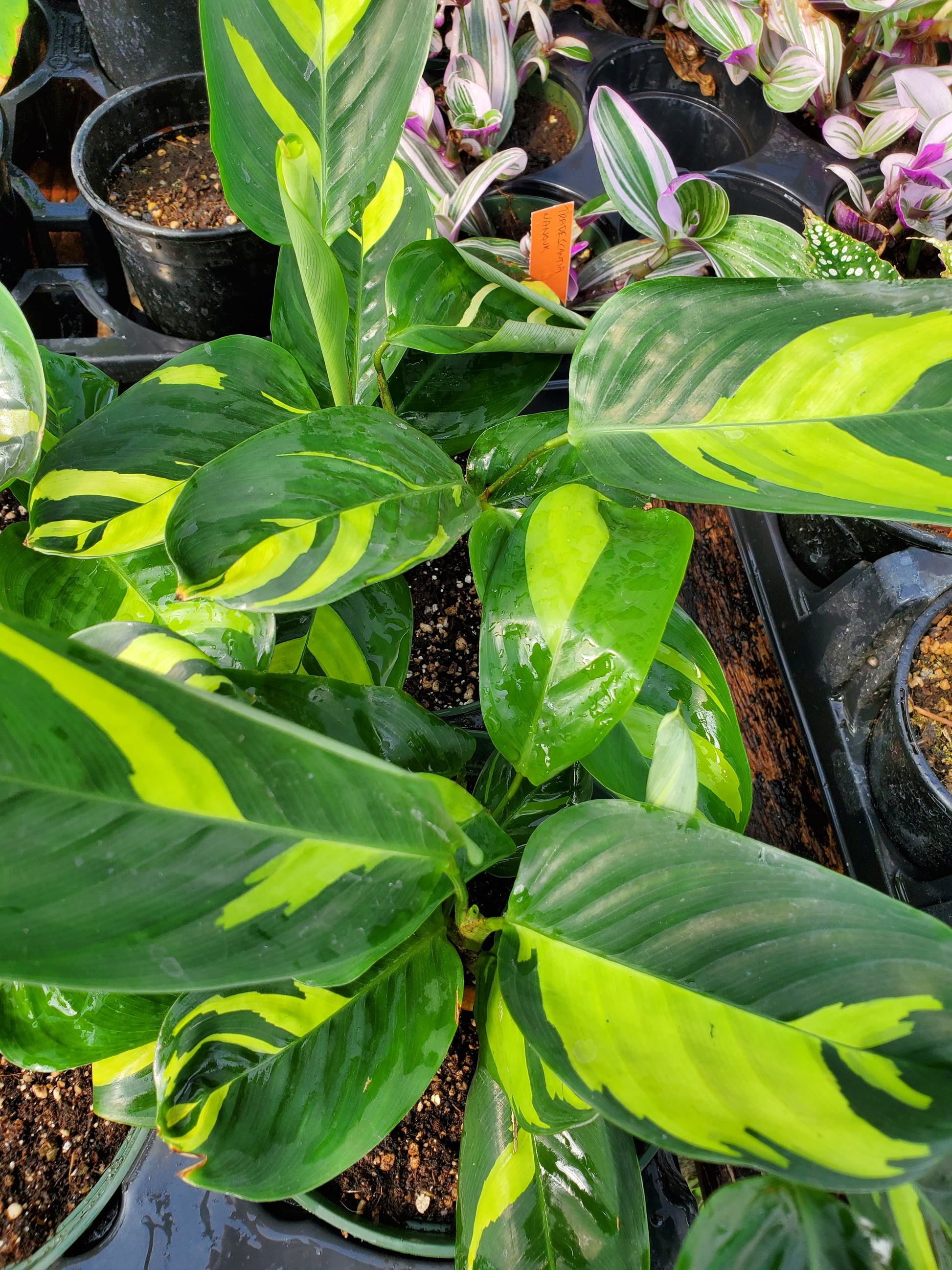 mosaic prayer plant Ctenanthe lubbersiana --Golden Mosaic Never-Never Plan
