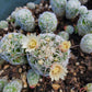 Mammillaria gracilis fragilis --Thimble Cactus--