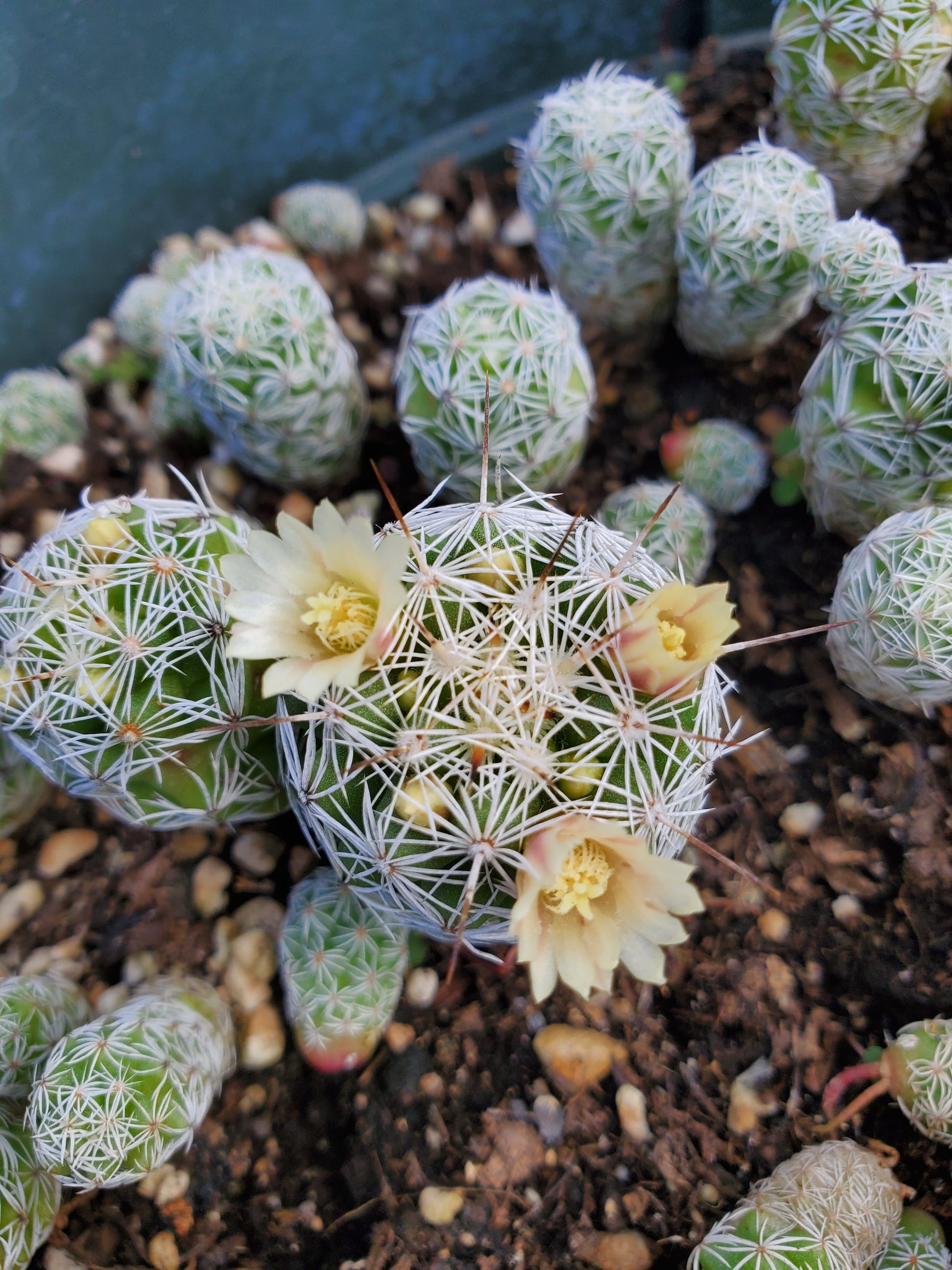 thimble succulent Mammillaria gracilis fragilis --Thimble Cactus--