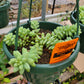 Sedum morganianum --Burro's Tail--